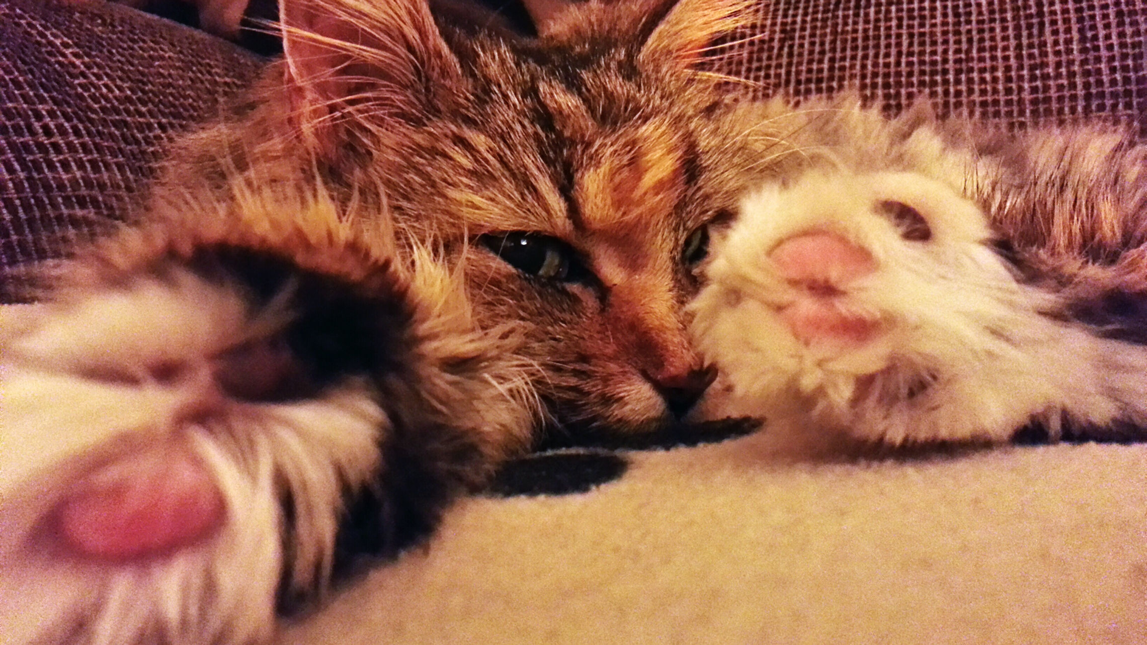 Little Paws N Claws